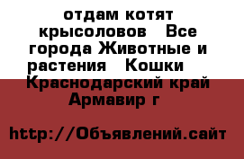 отдам котят крысоловов - Все города Животные и растения » Кошки   . Краснодарский край,Армавир г.